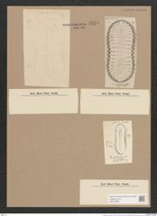 Surirella sp. (de-Toni-Nr.: Genus 53, Species 2279, 2298 ?) Zeichnungen Sammlung Grunow Nr. 4825 (NHMW-BOT-W0372983)